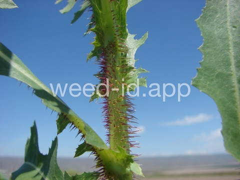 lettuce, prickly